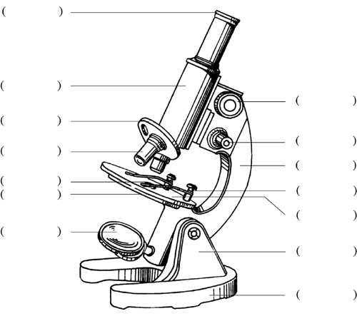 显微镜的结构图 手绘图片
