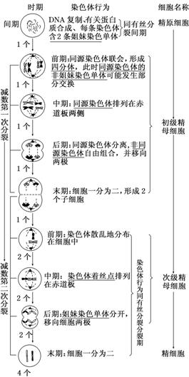 有丝分裂的过程(以动物细胞为例 示意图 主要特点 分裂 间期①完成