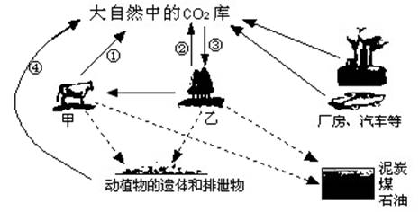 (2011四川泸州-50,4分)右图为生物圈中碳循环的示意图,请据图分析回答