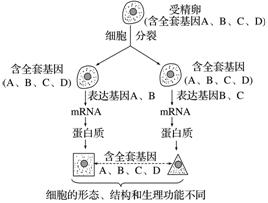 细胞分化 (1)概念：在个体发育中，由一个或一种细胞增殖产生的后代，在形态、结构和生理功能上发生稳定性差异的过程。 (2)时间：个体发育的整个 ...