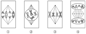 82016扬州学测模拟下图为某植物细胞的有丝分裂简图相关叙述错误的是