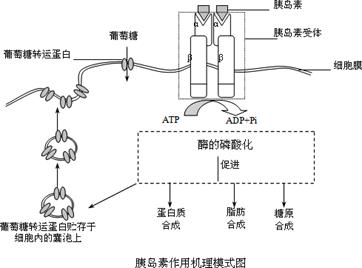 血压低的原理是什么_血压低是什么原因(3)