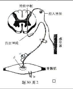 1 骨骼肌收缩原理是什么_骨骼肌纤维的收缩原理