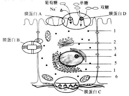 小肠细胞结构图片