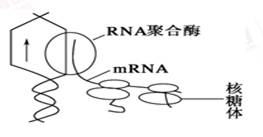 该图表示的是复制,转录和翻译 b