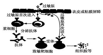 過敏反應為抗原首次進入機體引起的免疫反應,表現為發作迅速,反應強烈