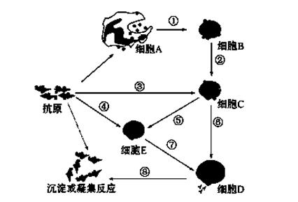 体液免疫示意图图片