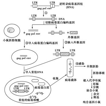 研究发现逆转录病毒基因组(rna)的核心部分包括三个基因:gag基因(编码