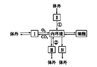 Ⅰ,Ⅱ,Ⅲ,Ⅳ表示能直接与内环境进行物质交换的4种器官或系统,①②是