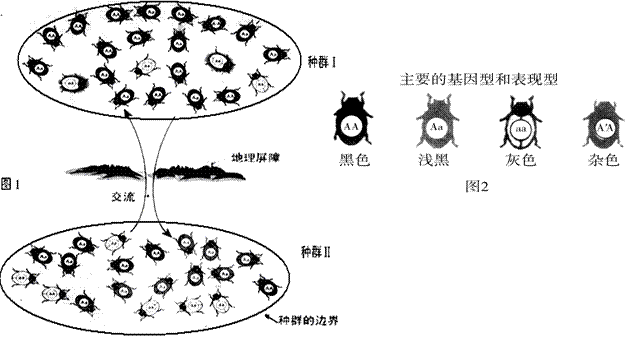(10分)如图1显示了某种甲虫的两个种群基因库的动态变化过程