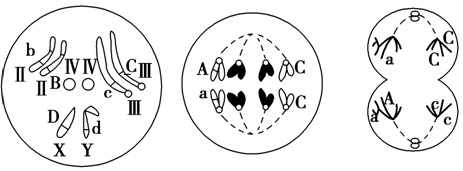 图1中Ⅱ,Ⅲ,Ⅳ中的一条染色体和x,y染色体组成一个染色体组b