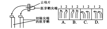 下图中琼脂块l和2按图中位置被转移至刚切除尖端的胚芽鞘左侧,几天后