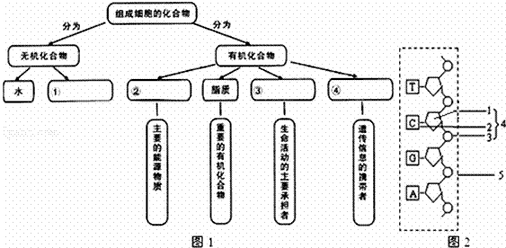 21.完成下面有关组成细胞主要化合物的概念图