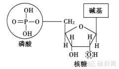 由於鹼基的不同,該物質共有4種 c.與脫氧核苷酸的區別只是五