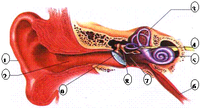 7,請看下面耳的基本結構圖回答