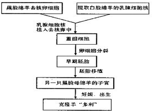 解答解:维尔穆特培育克隆羊"多利"的过程图解如图(2)克隆动物是先将