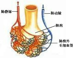 肺泡中的氧气进入周围毛细血管的血液中至少通过的细胞膜层数是( )a