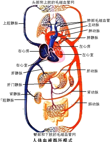 根据循环途径的不同,血液循环分为体循环和肺循环两部分