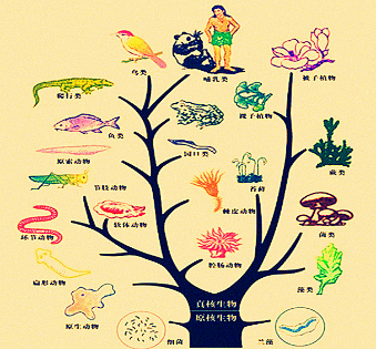请分析回答:(1)如图为脊椎动物进化树