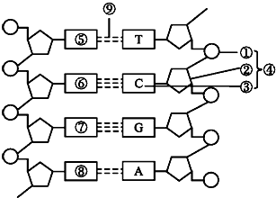 dna分子结构图平面图图片