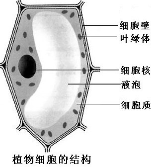 黄瓜果肉细胞简图图片