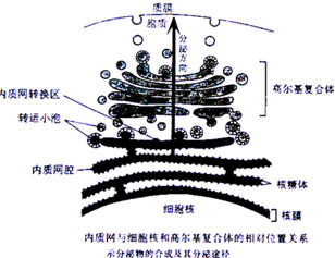 10如图为内质网与细胞核和高尔基复合体的相对位置关系图箭头示分泌物
