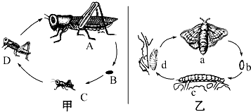 如图是蝗虫和家蚕两种昆虫的生殖和发育过程图请根据图回答问题