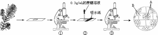 质壁分离原理图片