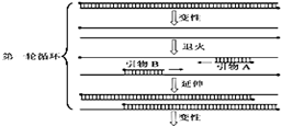 pcr过程三次循环简图图片