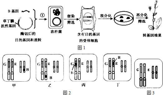 是什么意思等位基因和非等位基因图解农杆菌复等位基因的交叉互换图示