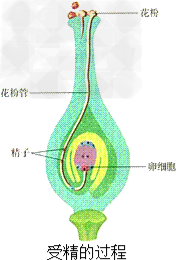 2w花粉管裡的兩個精子一個與極核融合另一個與卵細胞融合的現象叫做雙