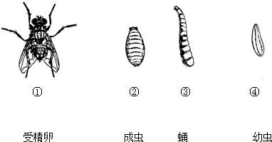 5如图表示家蝇发育过程的四个时期请将各时期的图与其相应的名称用线