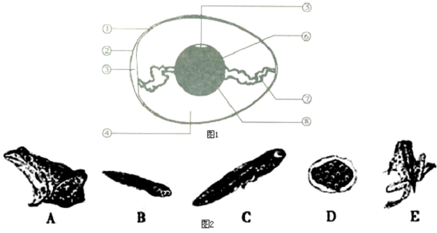 (3)鸡,青蛙,蝴蝶,蝗虫都是有性 生殖方式,个体发育的起点都是受精卵