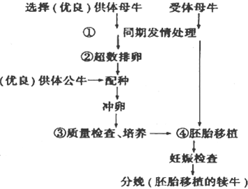 r基因的表达减弱而形成粉红花突变体基