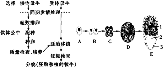 如图为胚胎移植的基本程序及早期胚胎发育过程,请据图回答