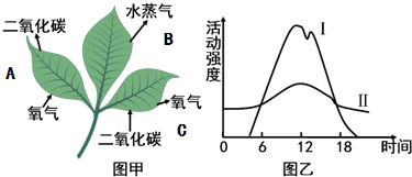 植物呼吸作用简图图片