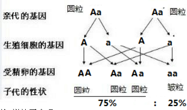 (3)子一代的基因是aa,让它自花传粉,遗传图解如下:可见亲代中圆粒植株