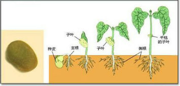 种子萌发时.胚根发育成根.胚芽发育成茎和叶． 题目和参考答案——青夏教育精英家教网——