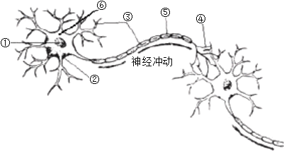 (1)如图是神经系统结构功能基本单位神经元的模式图
