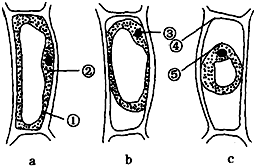 12请据图回答下列问题如图为处于三种生理状态的洋葱鳞片叶表皮细胞
