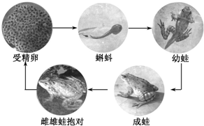 蟾蜍卵孵化过程图片