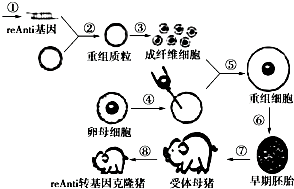 猪胚胎发育过程图图片