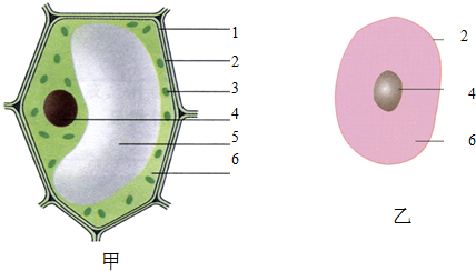 动植物细胞平面图图片