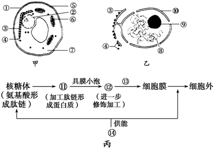 甲图为酵母菌细胞部分结构示意图,乙图是甲图局部放大