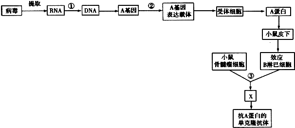 (1)过程①代表的是逆转录