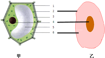 黑藻细胞结构简图图片