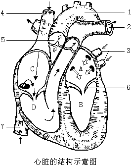右图为心脏结构图,据图回答: (1)图中a是 ,与其相连的血管是肺静脉