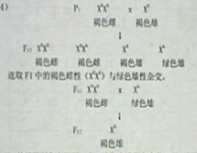 蚂蚱简谱_蚂蚱简笔画(2)