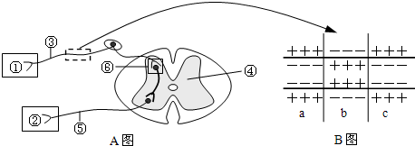 如图表示反射弧和神经纤维局部放大的示意图,据图回答(在[]中填序号