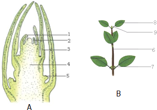 据图a枝芽总切面和b枝条结构示意图回答:(1)[3]将来发育成叶